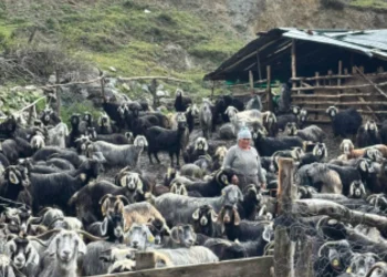 Erenli köyümüzde kurt saldırısı sonucu 10 keçi telef oldu