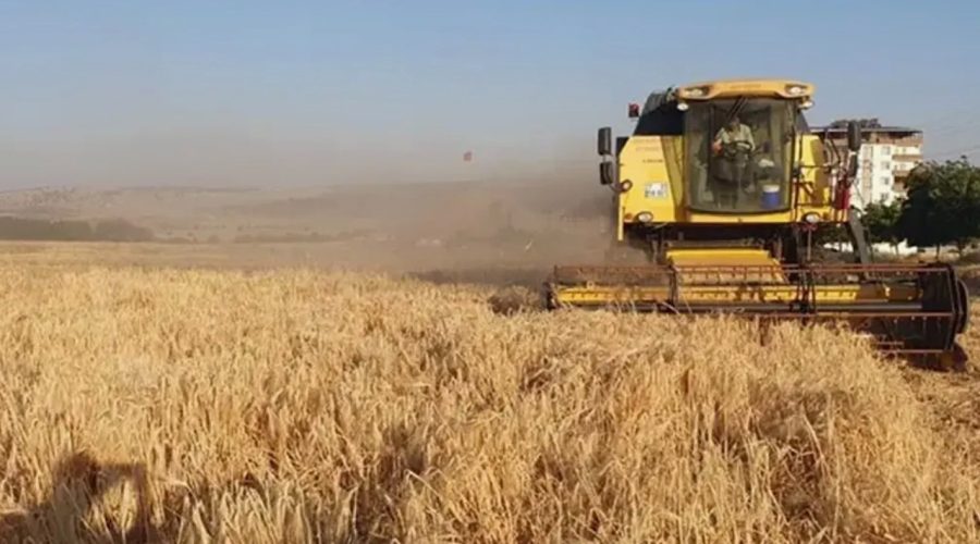 Yıllar sonra yüzler güldü! Buğday hasadı tamamlandı
